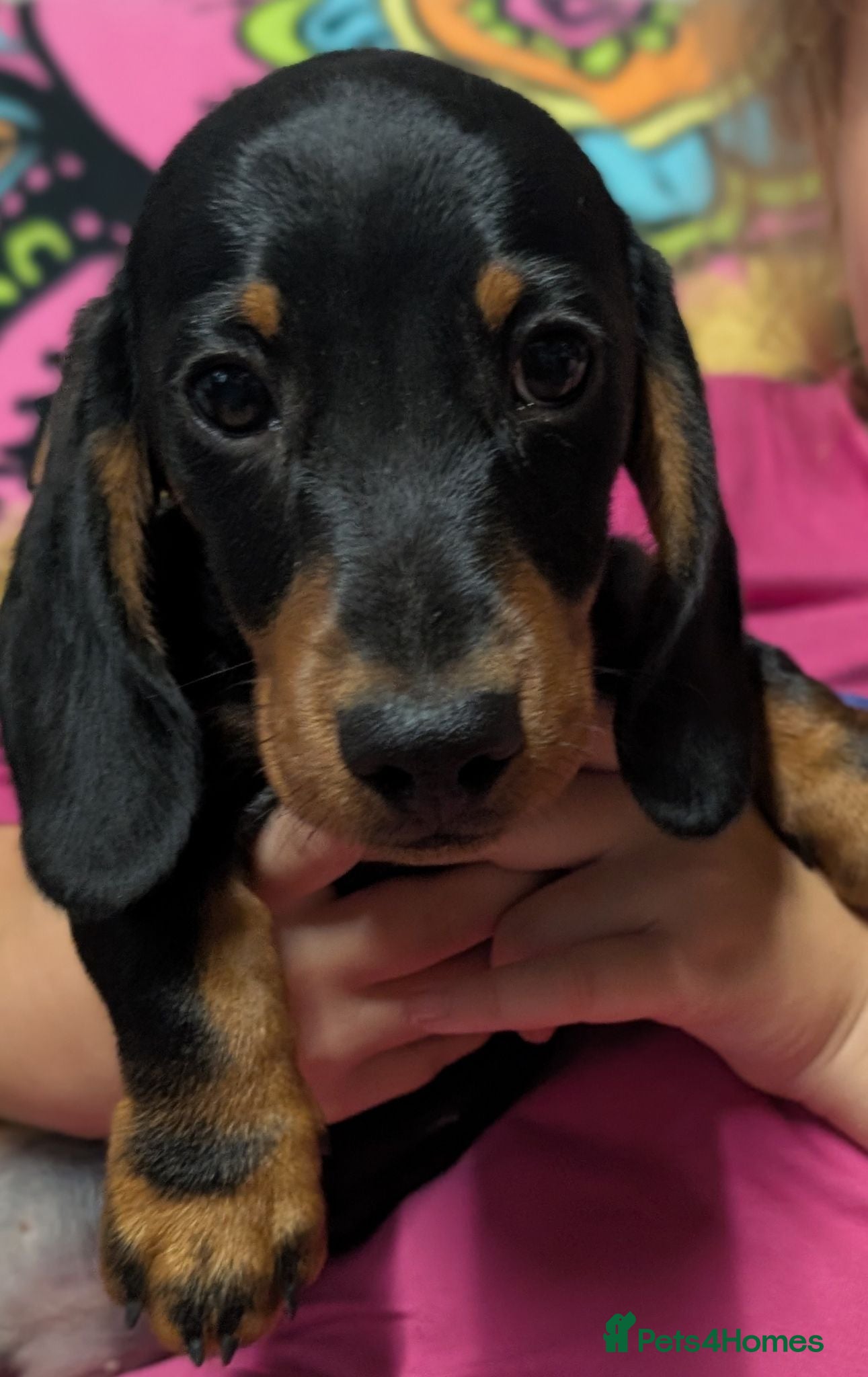 Miniature Dachshund dogs Fully Vaccinated, Quality, KC & PRA Clear Puppy  - Advert 2