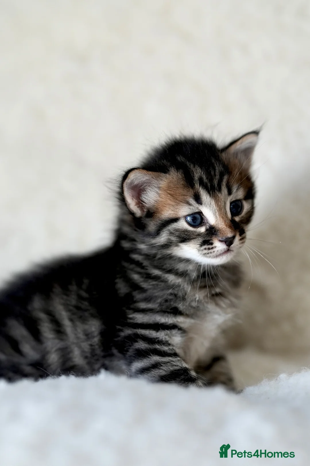 Siberian cats for sale: Pedigree Siberian Kitten from Health-Tested Lines - Advert 2