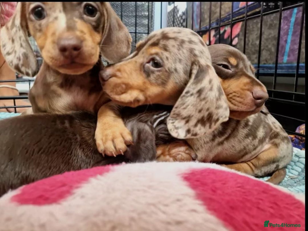 Miniature Dachshund dogs for sale: MAGNIFICENT MINIATURE DACHSHUND PUPPIES FOR SALE - Image 1