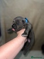 Cane Corso Puppy 6