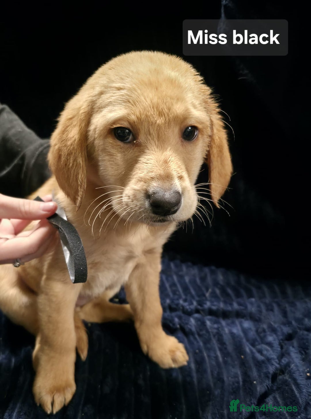 Labrador Retriever dogs for sale: Golden Labrador puppies  - Image 36