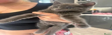 Ragdoll 1