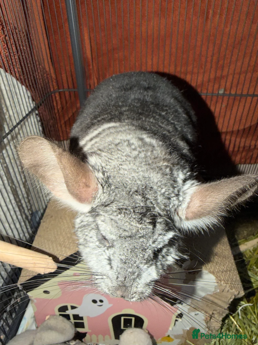 Chinchilla rodents for sale: Chinchilla  in Gloucester - Advert 2