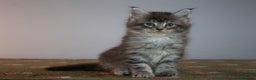 Maine Coon cats for sale: Gorgeous TICA-Registered Maine Coon Kittens! - Advert 9