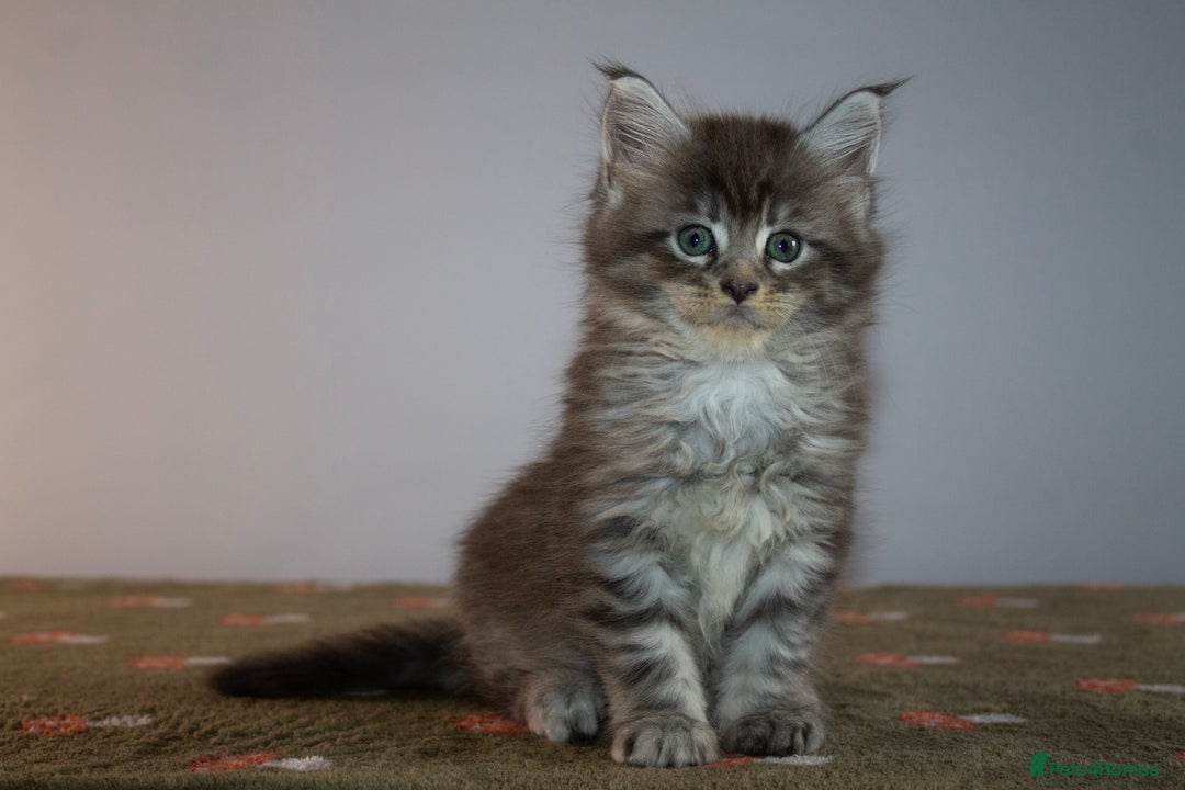 Maine Coon cats for sale: Gorgeous TICA-Registered Maine Coon Kittens! - Advert 9