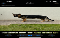 German Shepherd dogs for stud: Kc Reg fully health tested German Shepherd Stud  in Welshpool - Image 11