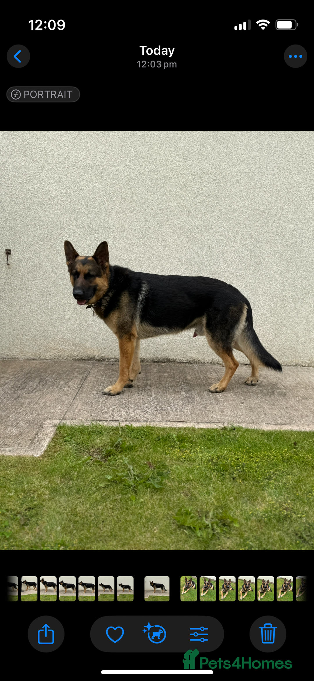 German Shepherd dogs for stud: Kc Reg fully health tested German Shepherd Stud  in Welshpool - Image 11
