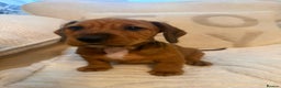 Dachshund dogs for sale: Tekel (wire haired dachshund) READY TO GO NOW - Advert 9