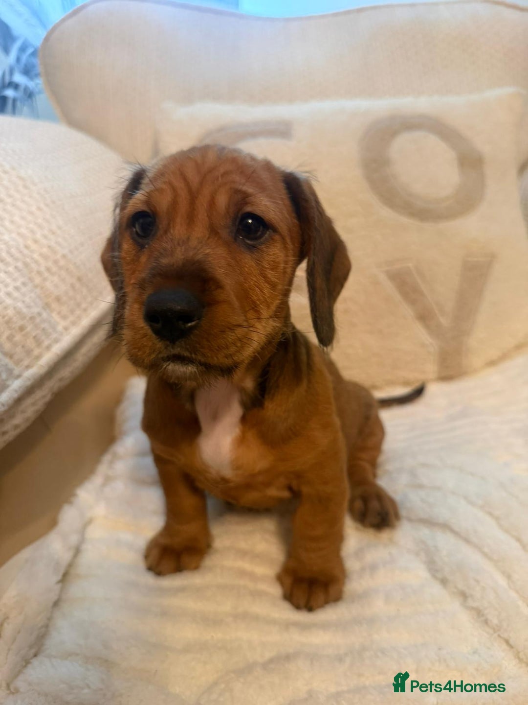 Dachshund dogs for sale: Tekel (wire haired dachshund) READY TO GO NOW - Advert 9