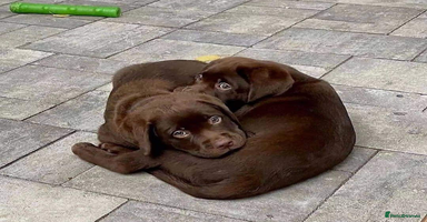 Labrador Retriever dogs - Advert 3