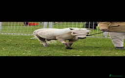 Shetland pony horses for sale: Palomino Minature Shetland Gelding  - Image 5
