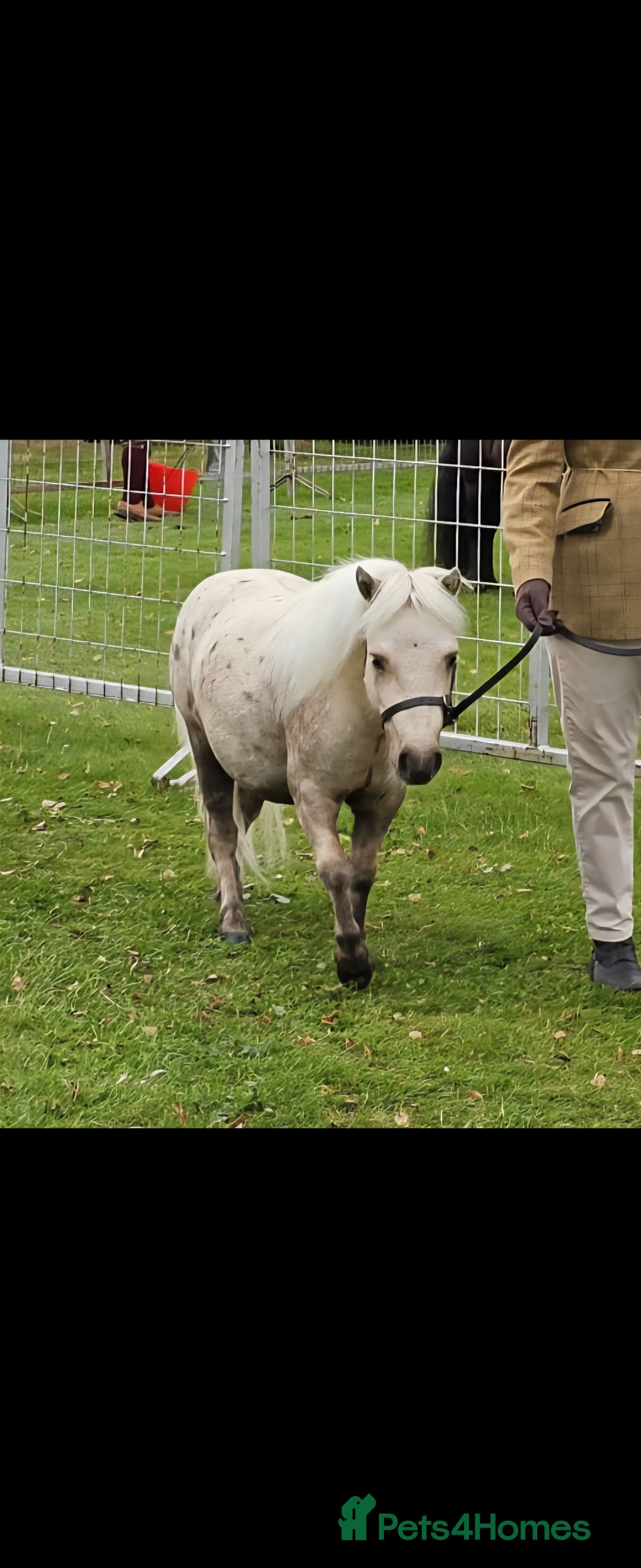 Shetland pony horses for sale: Palomino Minature Shetland Gelding  - Image 5