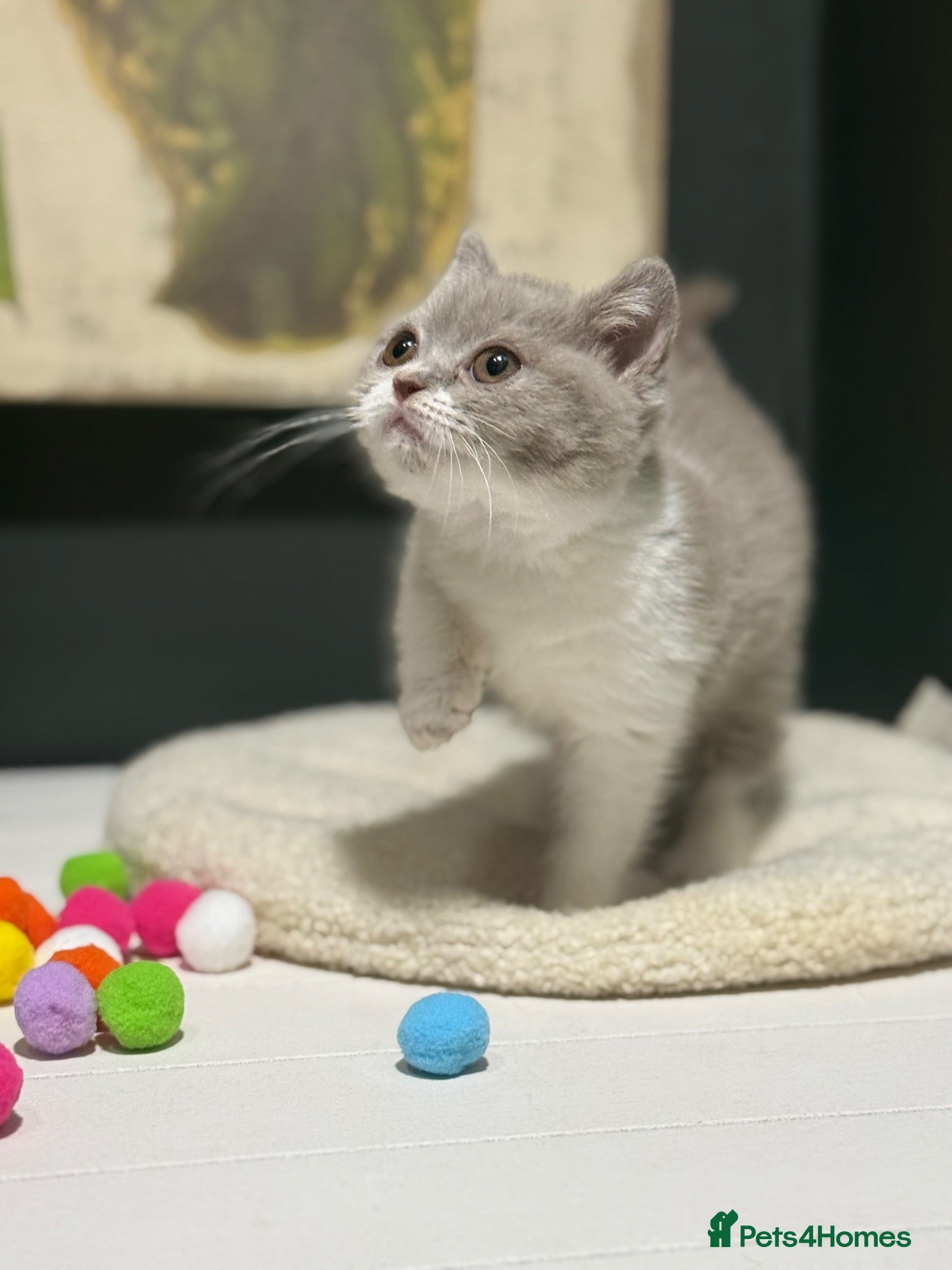 British Shorthair cats Stunning tica reg British short hair girls  - Advert 8