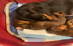 Dachshund dogs for sale: Dachshund puppies are Looking for Homes!  - Image 12