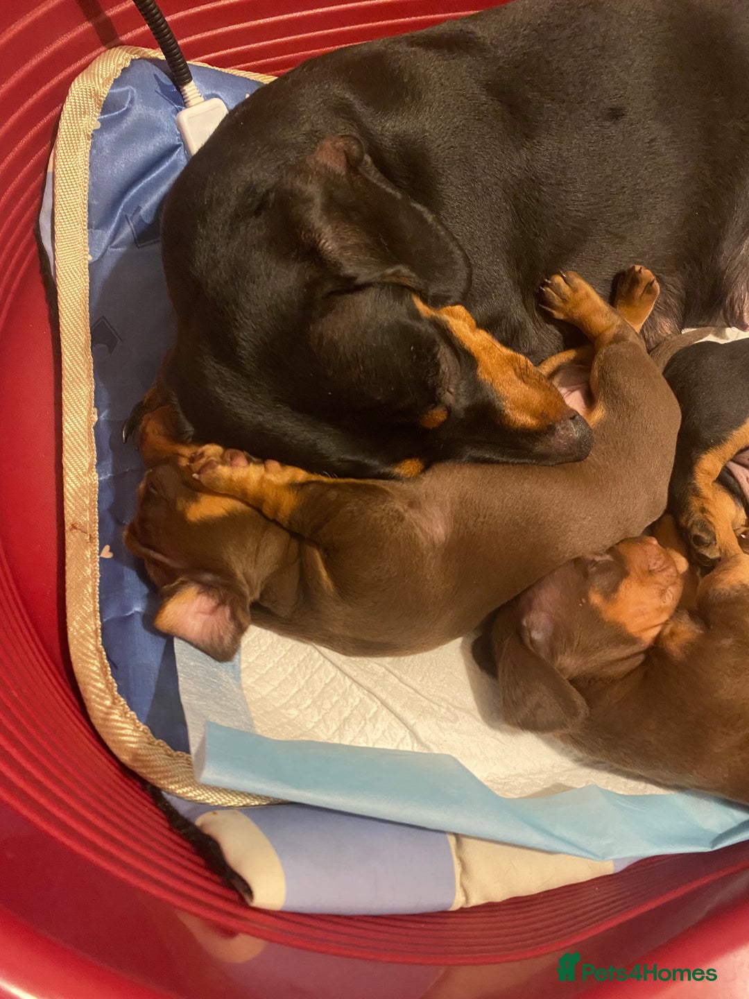 Dachshund dogs for sale: Dachshund puppies are Looking for Homes!  - Image 12