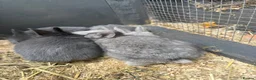 Netherland Dwarf rabbits for sale: Netherland dwarf x Rex  - Advert 9