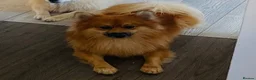 Pomeranian dogs for stud: Stud, for stud NOT FOR SALE. in Sidcup - Advert 3