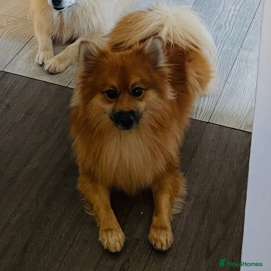 Pomeranian dogs for stud: Stud, for stud NOT FOR SALE. - Advert 1