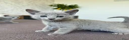 Russian Blue cats for sale: 🐾Champion Line TICA Russian Blue Kittens 🐾 - Advert 24