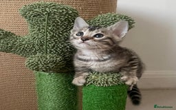 Bengal cats for sale: Stunning Silver Bengal Kittens 😻 - Image 36