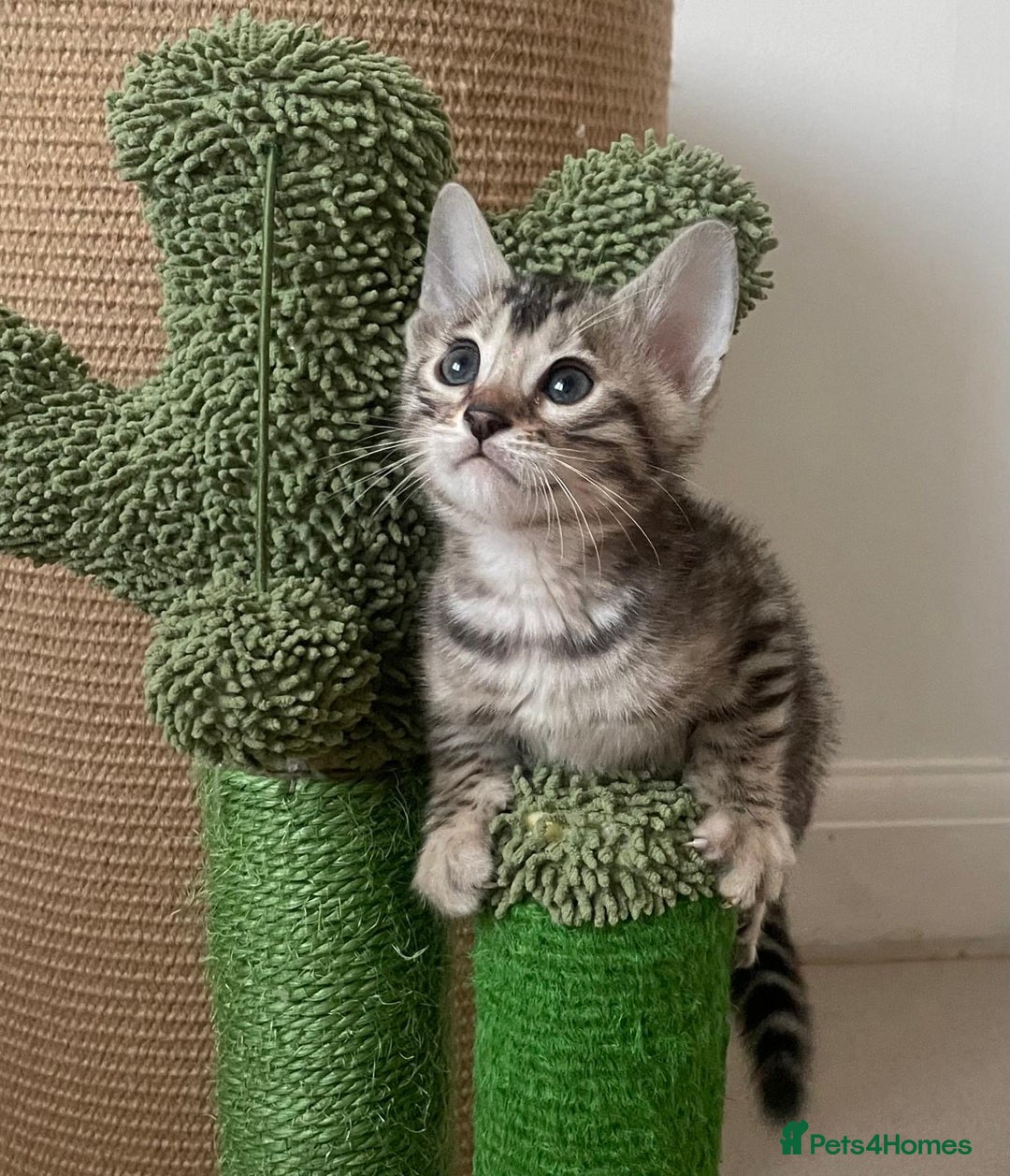 Bengal cats for sale: Stunning Silver Bengal Kittens 😻 - Image 36