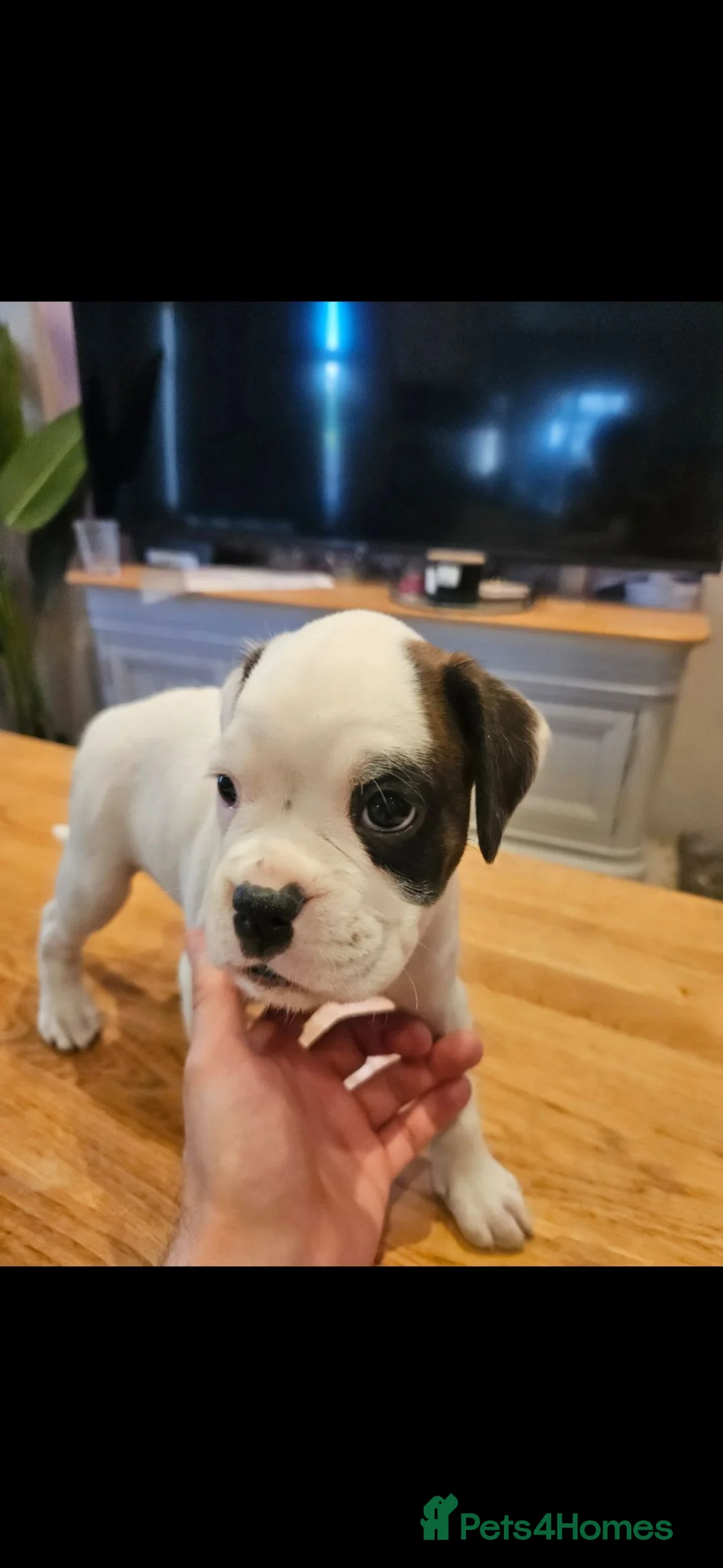 Boxer dogs for sale: Beutiful litter of boxer puppies  - Advert 2