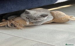 British Shorthair cats for sale: READY COLLECTION THIS WEEKEND! Bsh babies  - Image 19