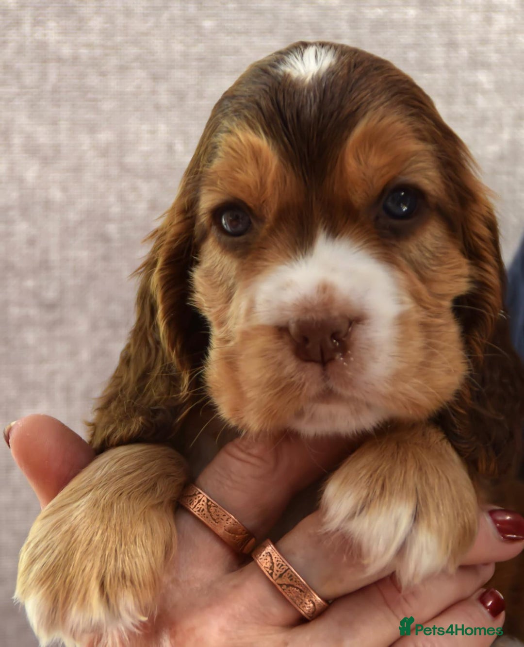 Cocker Spaniel dogs for sale: Kc reg show Cocker Spaniel, 5* Licensed breeder - Image 10