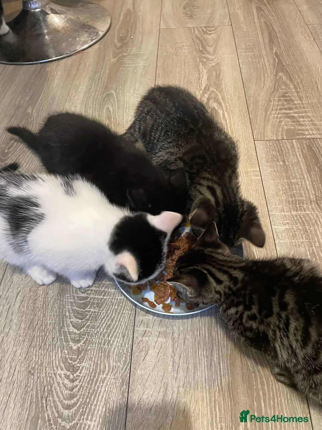 Mixed Breed cats for sale: 1 boy and 3 girls  - Advert 23