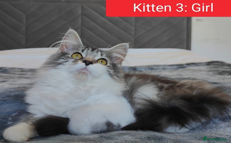 Maine Coon cats in Glasgow - Advert 14