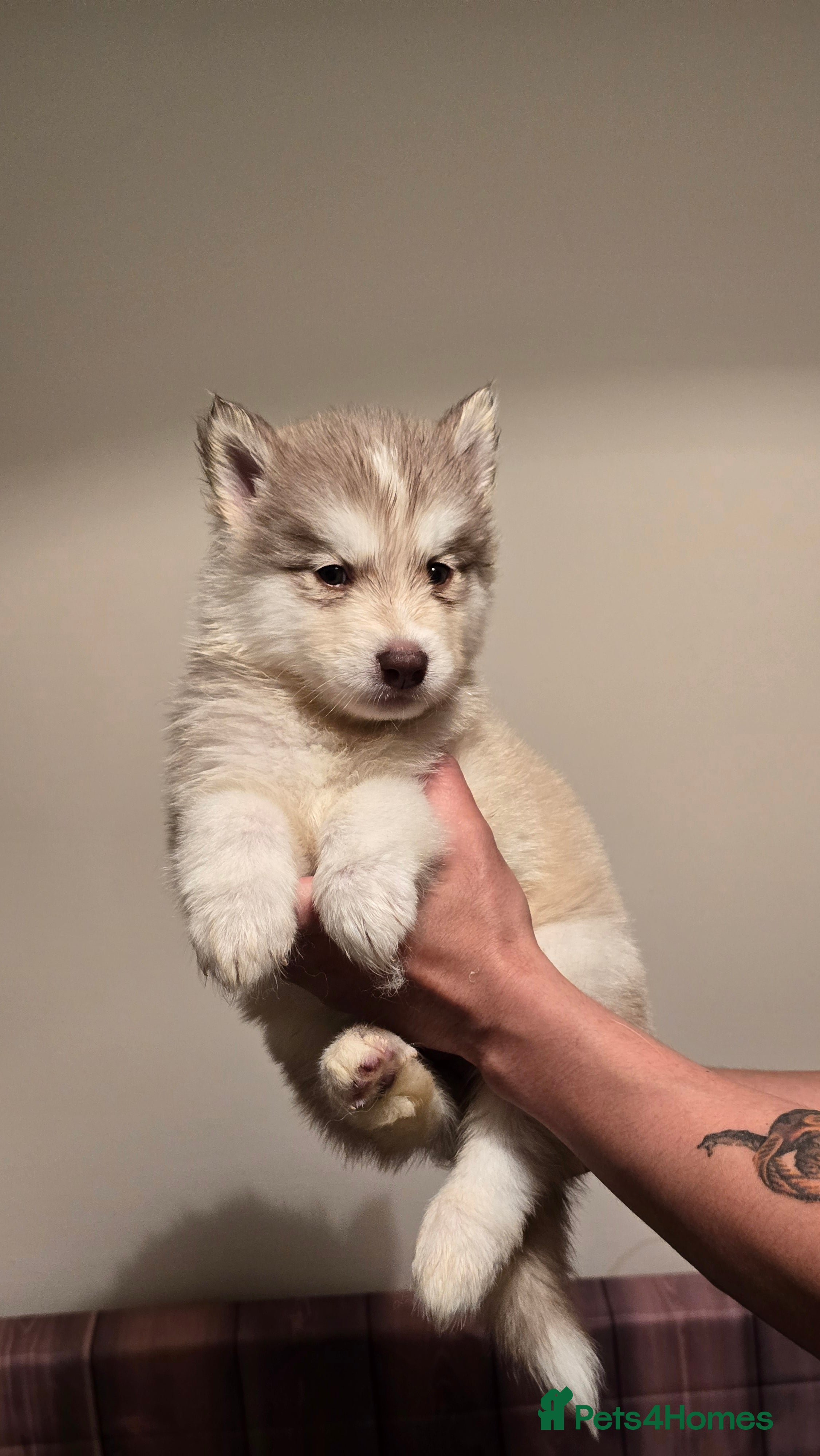 Siberian Husky dogs 7 Beautiful Siberian Husky puppies - Advert 2