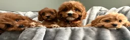 Cavapoo dogs for sale: EXCEPTIONAL EXTENSIVELY HEALTH TESTED CAVAPOO PUPS - Advert 3
