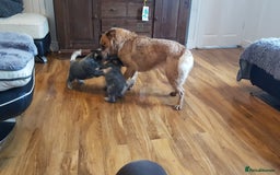 Australian Cattle Dog dogs for sale: Australian cattle dog  - Image 2