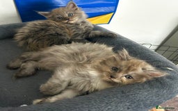Maine Coon cats for sale: READY NOW! Maine Coon Kittens 🌹 - Image 12