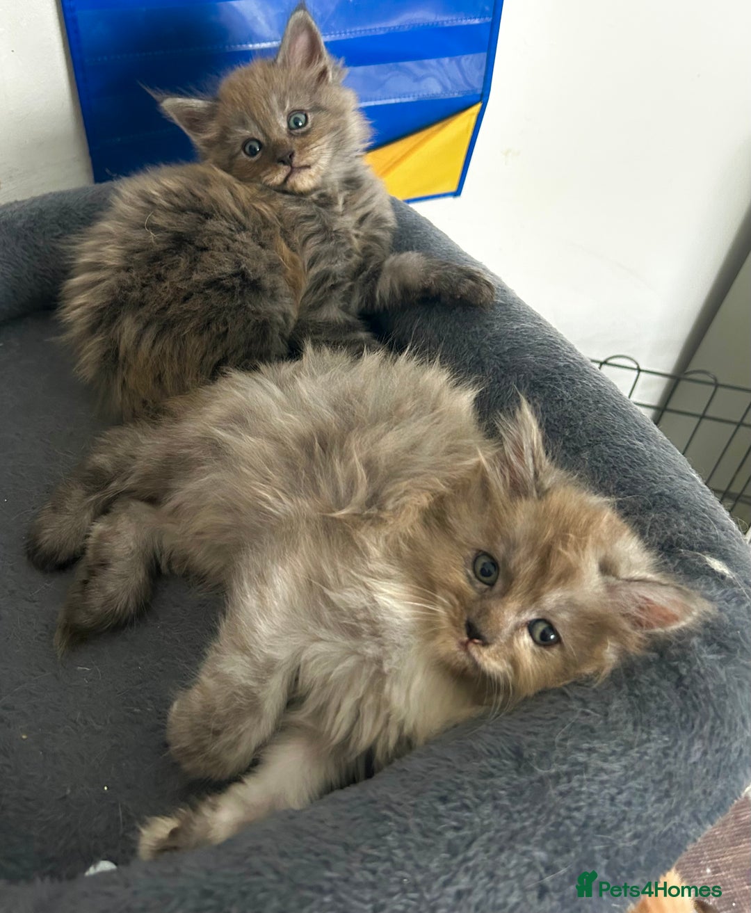 Maine Coon cats for sale: READY NOW! Maine Coon Kittens 🌹 - Image 12