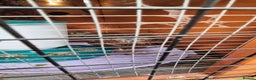 Quail poultry for sale: Cortinoux quails  - Advert 11