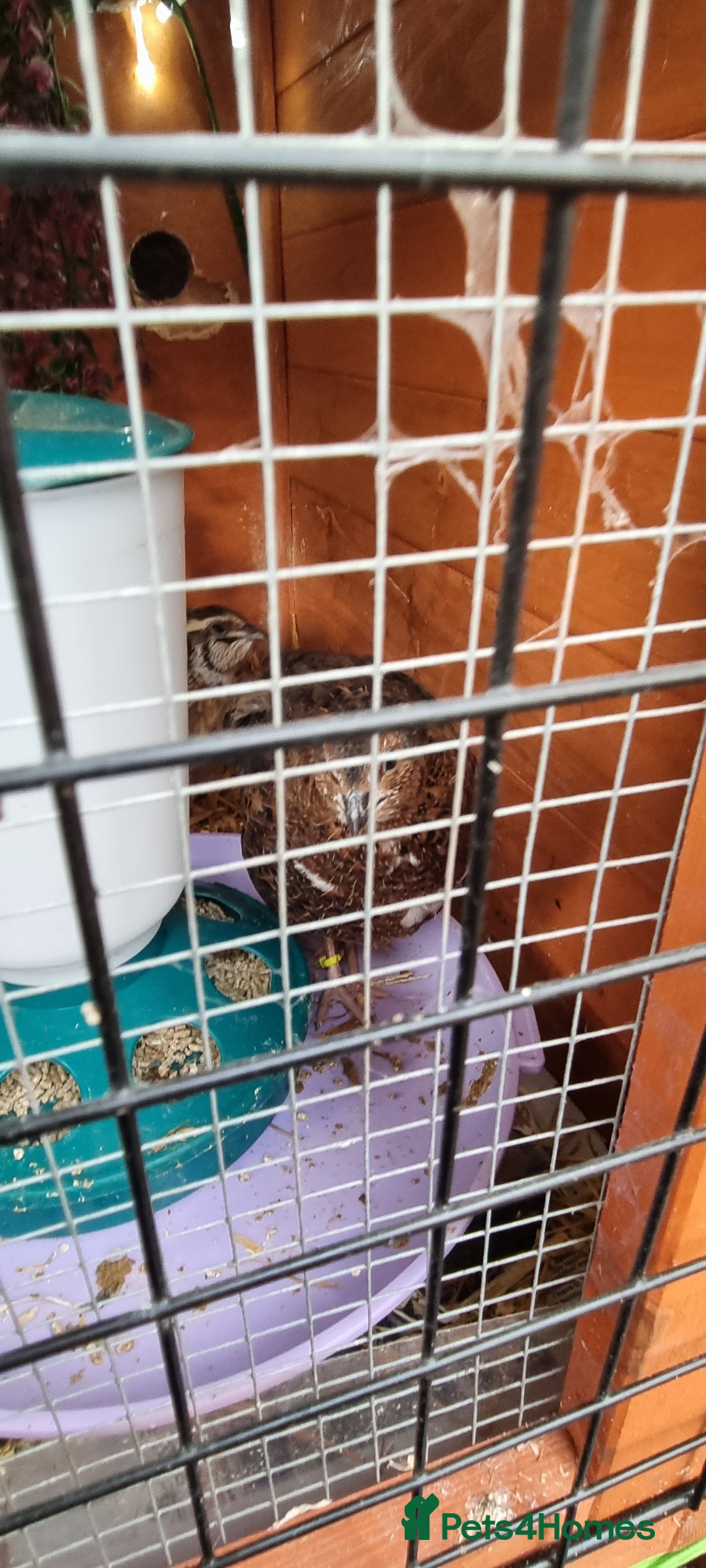 Quail poultry for sale: Cortinoux quails  - Advert 11