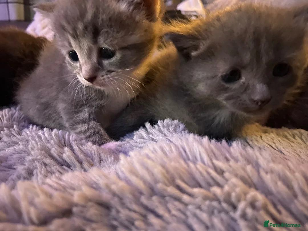 Mixed Breed cats for sale: Lovely little kittens in Boston - Advert 33