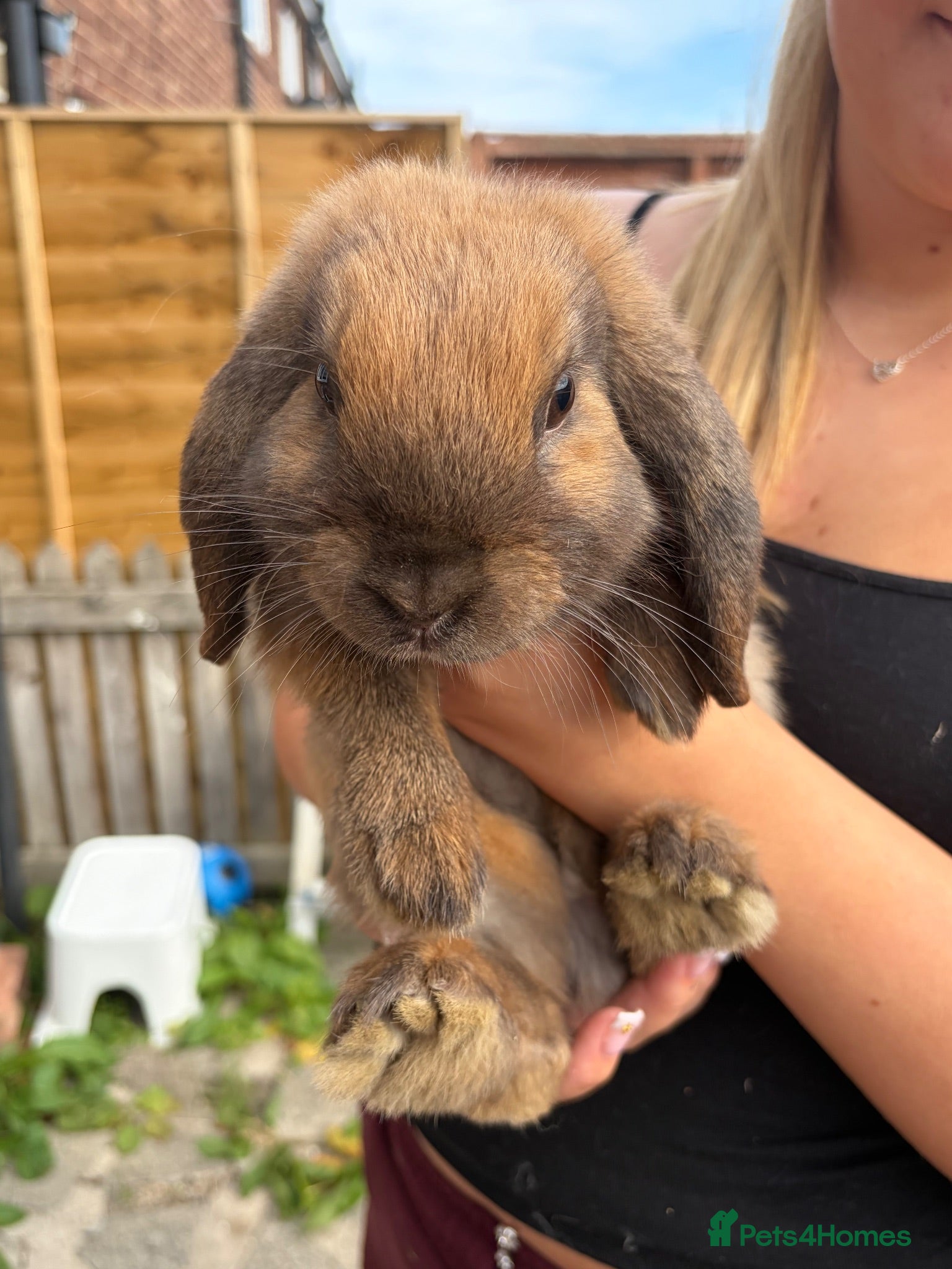 Mini Lop rabbits Mini lop for sale!! - Advert 3