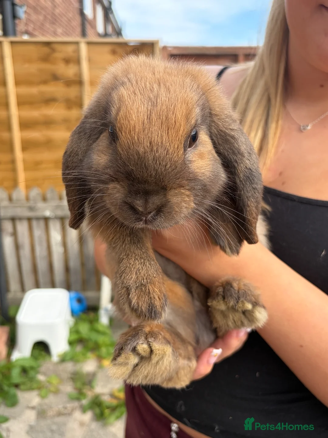 Mini Lop rabbits for sale: Mini lop for sale!! in Jarrow - Advert 1