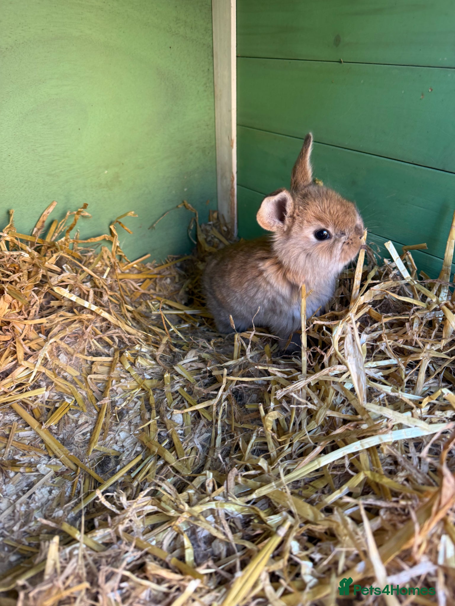 Continental Giant rabbits 5 x Continental X French lop Giants 🐰 Mixed Sexes - Advert 1