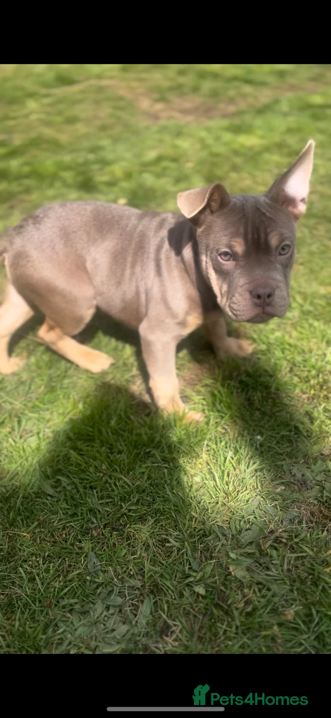 Mixed Breed dogs for sale: Adorable Frenchie x Pocket Bully Pups  in Swansea - Advert 5
