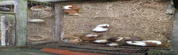 Guinea Pig rodents for sale: Baby  guinea pigs for sale  in Uckfield - Advert 3