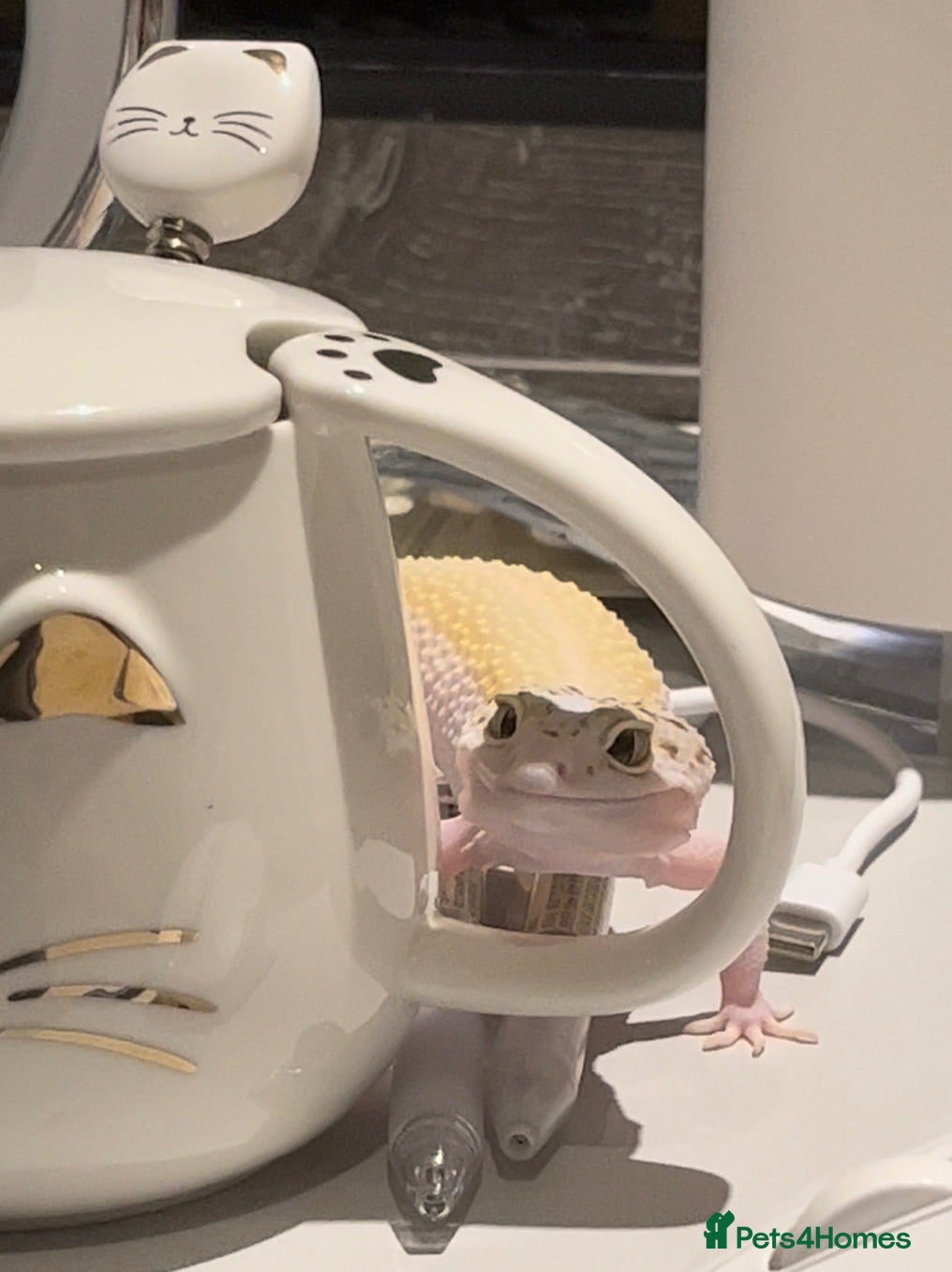 Leopard Gecko reptiles Female Leopard gecko - Advert 1