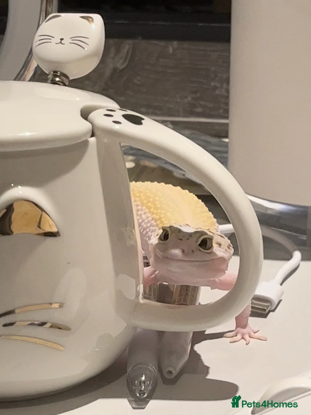 Leopard Gecko reptiles for sale: Female Leopard gecko - Advert 1