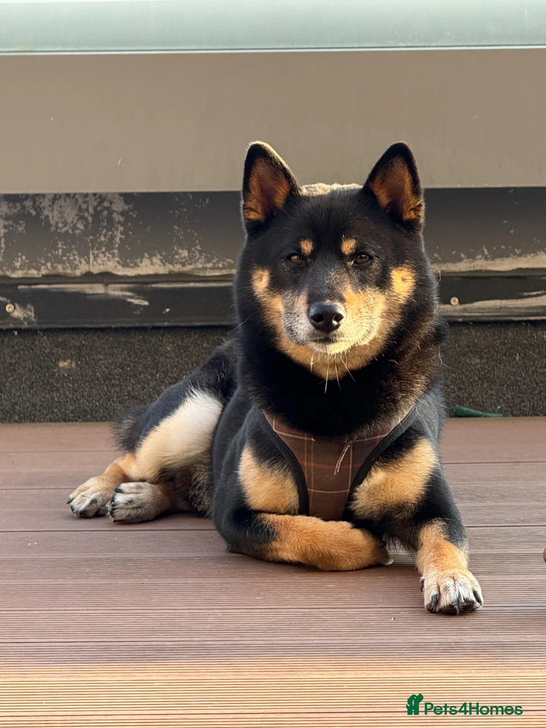 Happy and Healthy Shiba Male Stud available for stud in Woodford