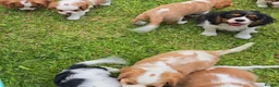 Cavalier King Charles Spaniel dogs for sale: Cavalier King Charles Spaniel Puppies Available - Advert 3