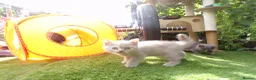 British Shorthair cats for sale: 💜 Precious Litter Of BSH Kittens 💜 - Advert 4