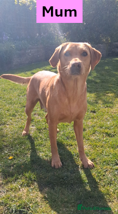 Labrador Retriever dogs Outstanding Labrador Puppies - Confident & Healthy - Advert 2