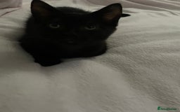 British Shorthair cats for sale: black kitten - Image 4